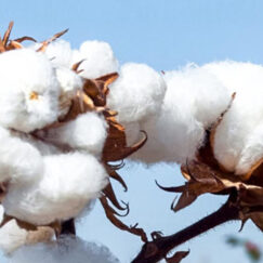 cotton